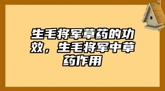 生毛將軍草藥的功效，生毛將軍中草藥作用