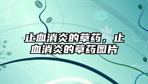 止血消炎的草藥，止血消炎的草藥圖片