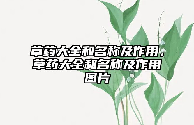 草藥大全和名稱及作用，草藥大全和名稱及作用圖片